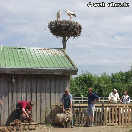 Two stork on their nest, St. Peter-Ording, Westküstenpark