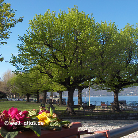 Cerro, Seeufer, Blumen, Laveno-Mombello