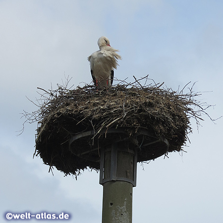 Every year the storks are sitting on their nests in Bergenhusen, the village of storks 