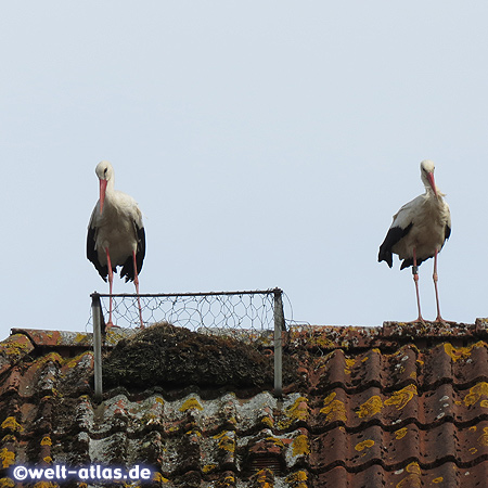 Storks on a rooftop in the stork village Bergenhusen 