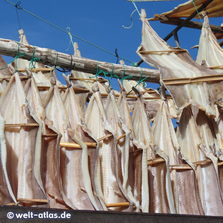 Stockfish drying in the sun in Câmara de Lobos, Madeira