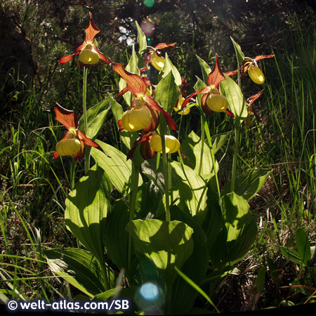 Swiss Orchid 