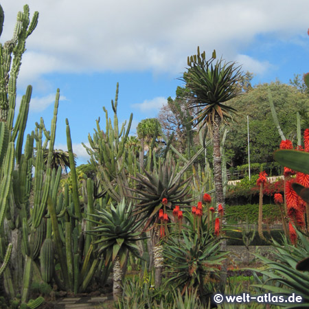 Kakteen und Palmen im Botanischen Garten von Madeira