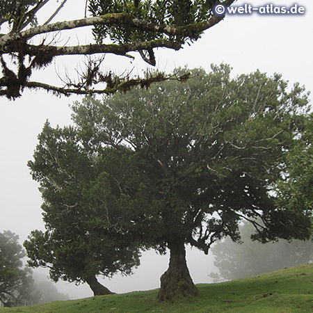 Lauracea wood, original vegetation on Madeira in the area of Fanal near posto florestal (UNESCO World Heritage Site)