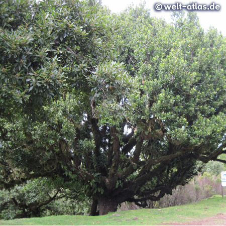 Lauracea wood, original vegetation on Madeira in the area of Fanal near posto florestal (UNESCO World Heritage Site)