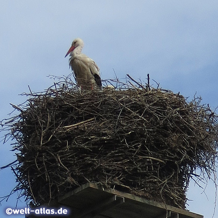 Each year the storks return to their nests in the stork village Bergenhusen