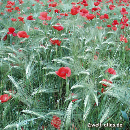 field with poppy flowers in the beautiful park at Arboretum in Ellerhoop near Hamburg