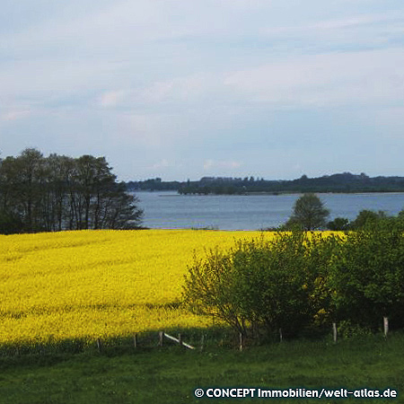 beautiful rapeseed field at Dobersdorfer See near Schlesen