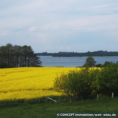 Rapsfeld in Schlesen am Dobersdorfer See im Kreis Plön