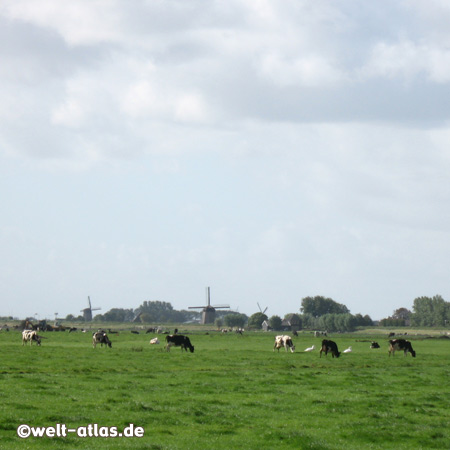 Windmühlen und Kühe