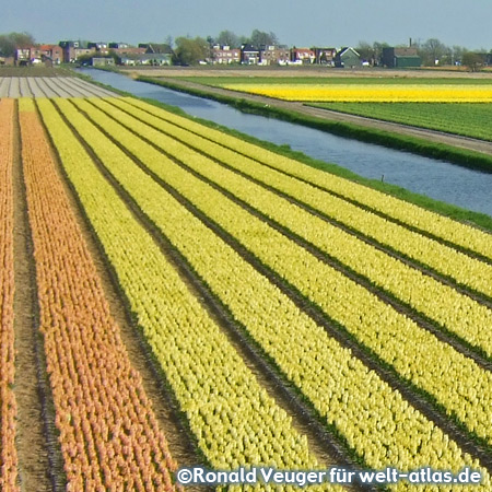 Endless rows of blooming tulips near Lisse in South Holland