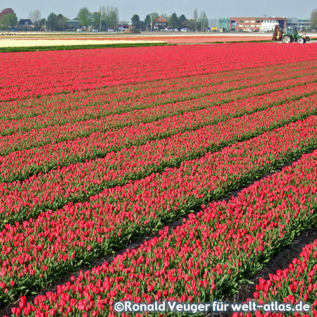 Blooming tulip fields as far as the eye can see in Lisse in South Holland
