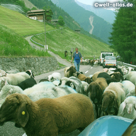 Tausende von Schafe werden im Frühjahr durch das Schnalstal auf die Almen im Nordtiroler Ötztal getrieben