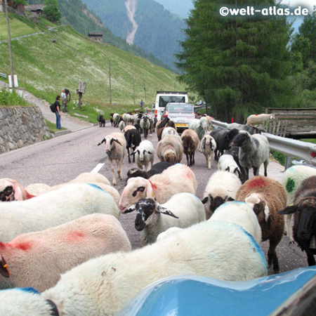 Tausende von Schafe werden im Frühjahr durch das Schnalstal auf die Almen im Nordtiroler Ötztal getrieben