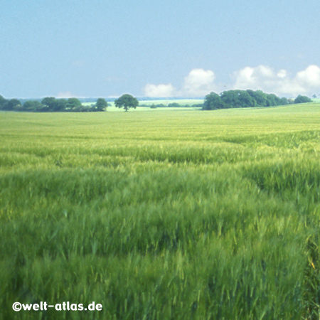 Summer in the fields near the Baltic Sea