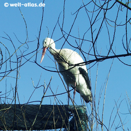 St. Peter-Ording, Storch im Westküstenpark, OT Böhl