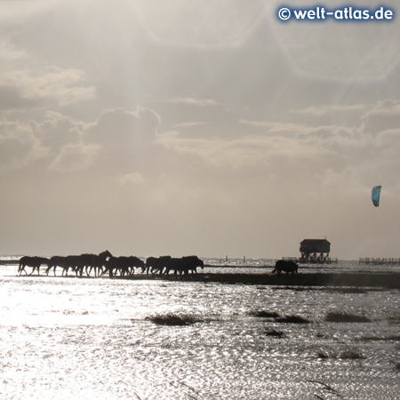 Pferde im überfluteten Vorland am Süd-Strand bei Hochwasser und Westwind in St. Peter-Ording