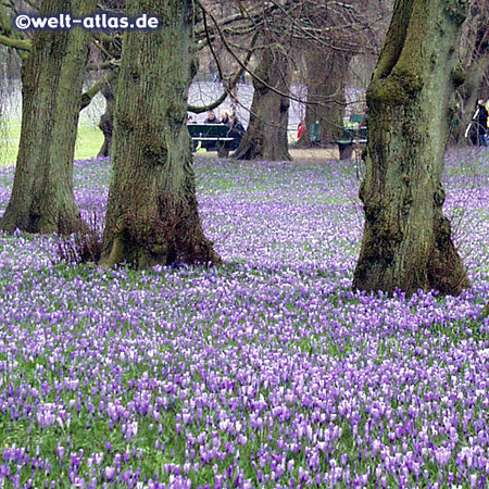 More than 4 million crocuses flowers are growing every year in spring time in the castle garden of Husum 