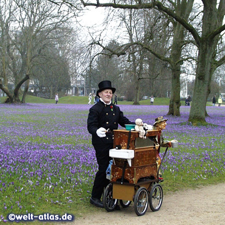 More than 4 million crocuses flowers are growing every year in spring time in the castle garden of Husum 