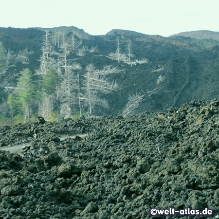 Ghost trees and lava stream near Mareneve