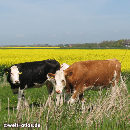 Kühe auf der Weide, dahinter ein Rapsfeld, Nordstrand, Nordfriesland 