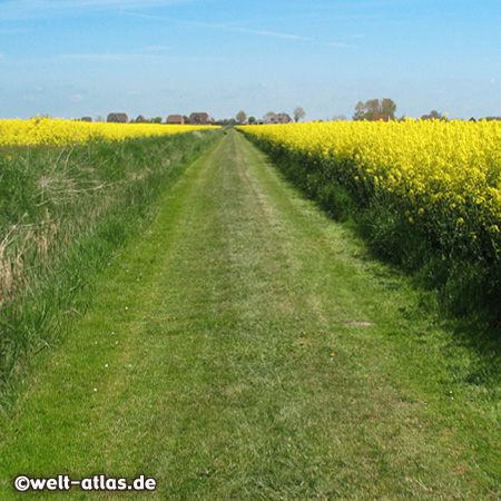 Beautiful rapeseed fields in Northern Friesland, Nordstrand