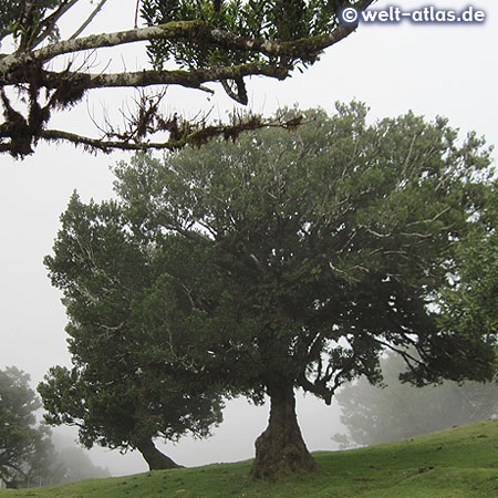 Lauracea wood, original vegetation on Madeira in the area of Fanal (UNESCO World Heritage Site)