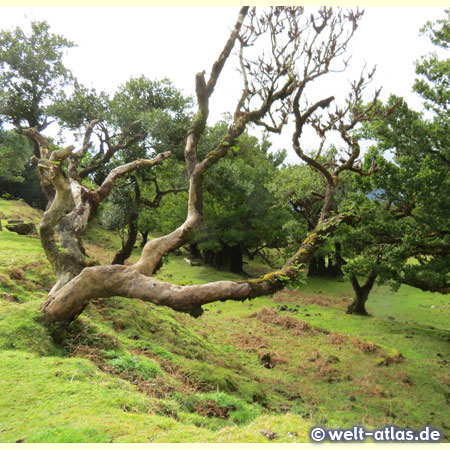 Lauracea wood, original vegetation on Madeira in the area of Fanal (UNESCO World Heritage Site)