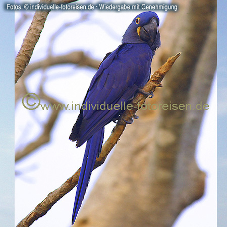 Hyacinth Macaw, Pantanal – UNESCO World Heritage Site since 2000, Brazil 