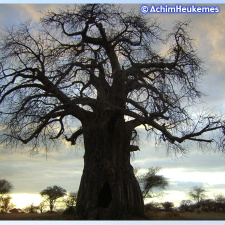 Extremsportler Achim Heukemes unterwegs, hier ein Baobab in Tansania