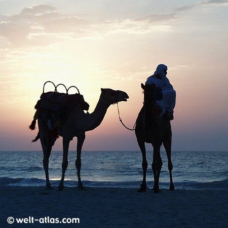Jumeirah Beach, Abendstimmung, Kamele am Strand