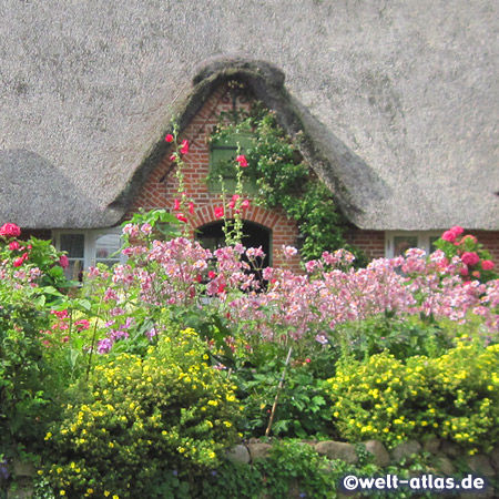 Cottage garden in St. Peter-Ording, Northern Friesland