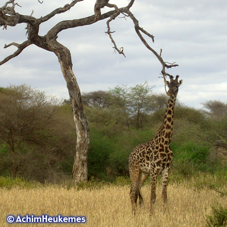 Extremsportler Achim Heukemes in Tansania, unterwegs beobachtet - Giraffe im Tarangire Nationalpark