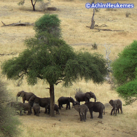 Extremsportler Achim Heukemes  unterwegs, hier eine Elefantenherde unter einer Akazie, Tansania