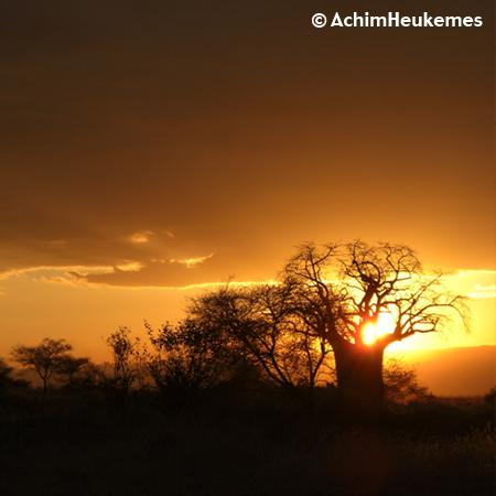 Sunset, Tanzania, Baobab Tree, picture taken by Achim Heukemes, a German Ultra Runner