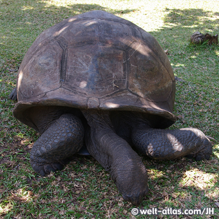 Curieuse, Seychelles Island 