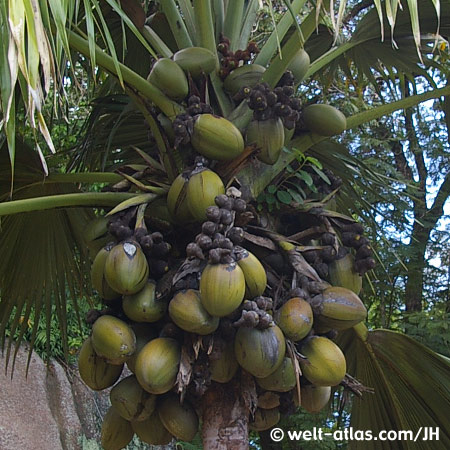 Photo Seychelles Island | Welt-Atlas.de