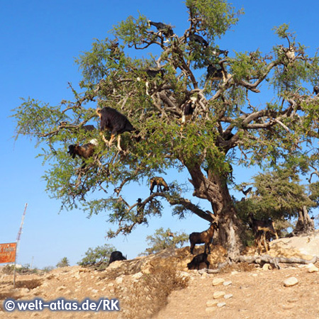 Arganbaum mit Ziegen, Marokko