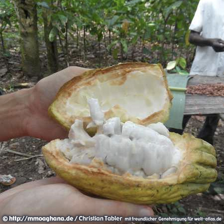 Geöffnete Kakaofrucht (Hilfe für Ghana, http://mmoaghana.de)