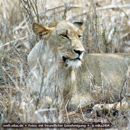 Female Lion at Kruger National ParkFoto: ©mika2404