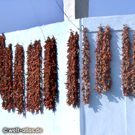 tunisian paprika drying in the sun