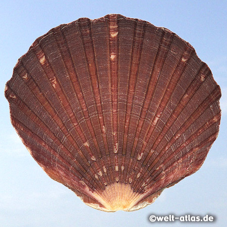 shell, founded at the beach of Waipu