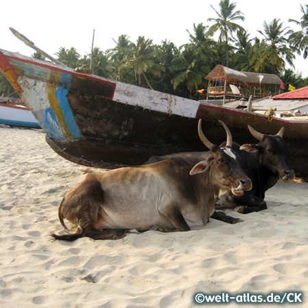 Kuehe lagern neben Booten am Strand von Palolem