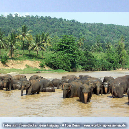 Elefanten-Bad im Fluss, Pinnawela, Sri Lanka