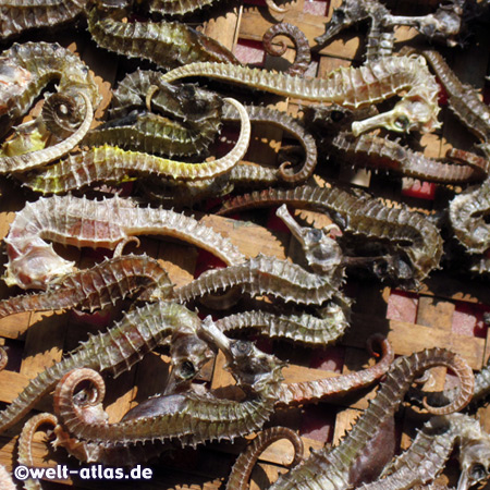 Dried seahorses, Ham Ninh