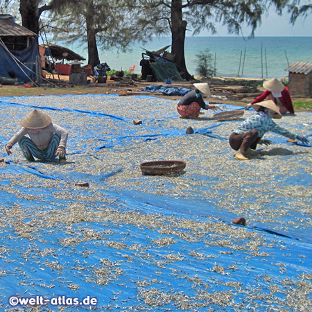 Frauen sortieren Fisch, der auf den Matten in der Sonne trocknet, Phu Quoc 