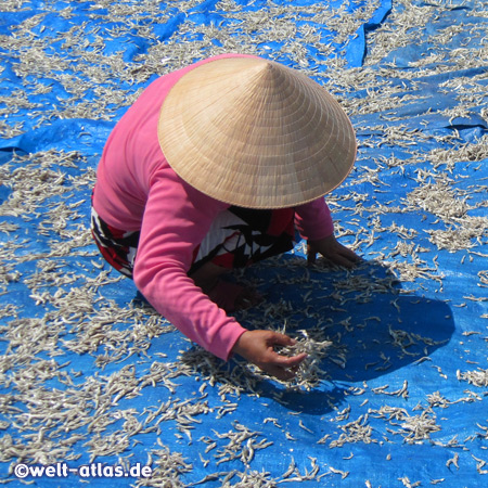 Fisch trocknet auf Matten in der Sonne, Phu Quoc 