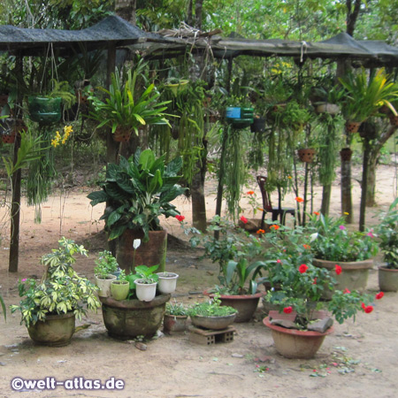 Flowers at the pepper plantation, Phu Quoc Island