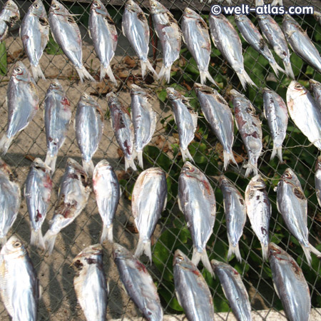Fischerdorf Hua Thanon, Fische werden getrocknet, Koh Samui, Thailand