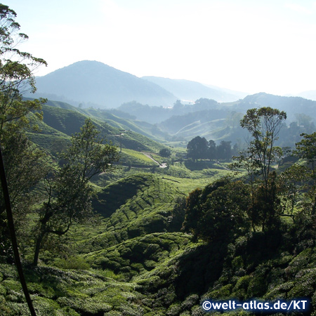 Teeplantage in den Cameron Highlands. Hochland im Sultanat Pahang auf 1,829m